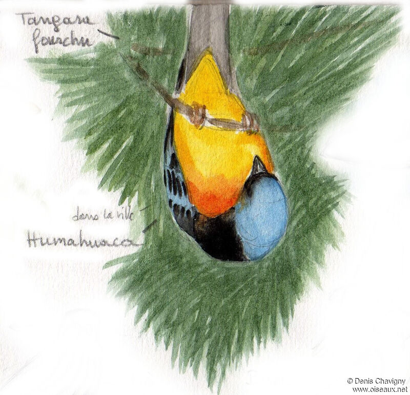Blue-and-yellow Tanager male adult, identification