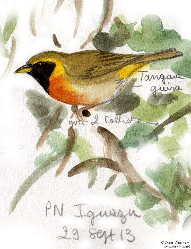 Tangara guira mâle adulte, identification