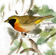 Guira Tanager