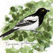 Magpie Tanager