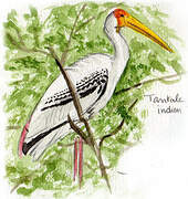 Painted Stork