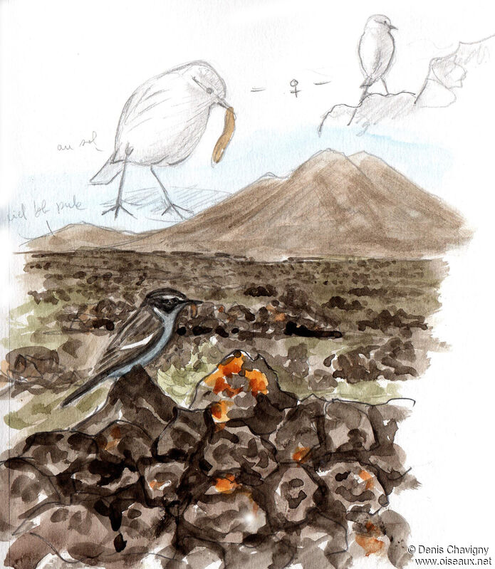 Canary Islands Stonechatadult breeding, habitat