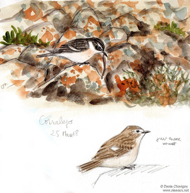 Canary Islands Stonechat male adult breeding, identification