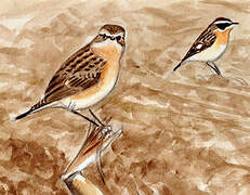 Whinchat