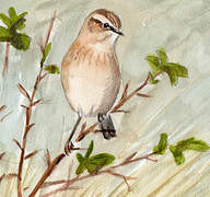 Whinchat