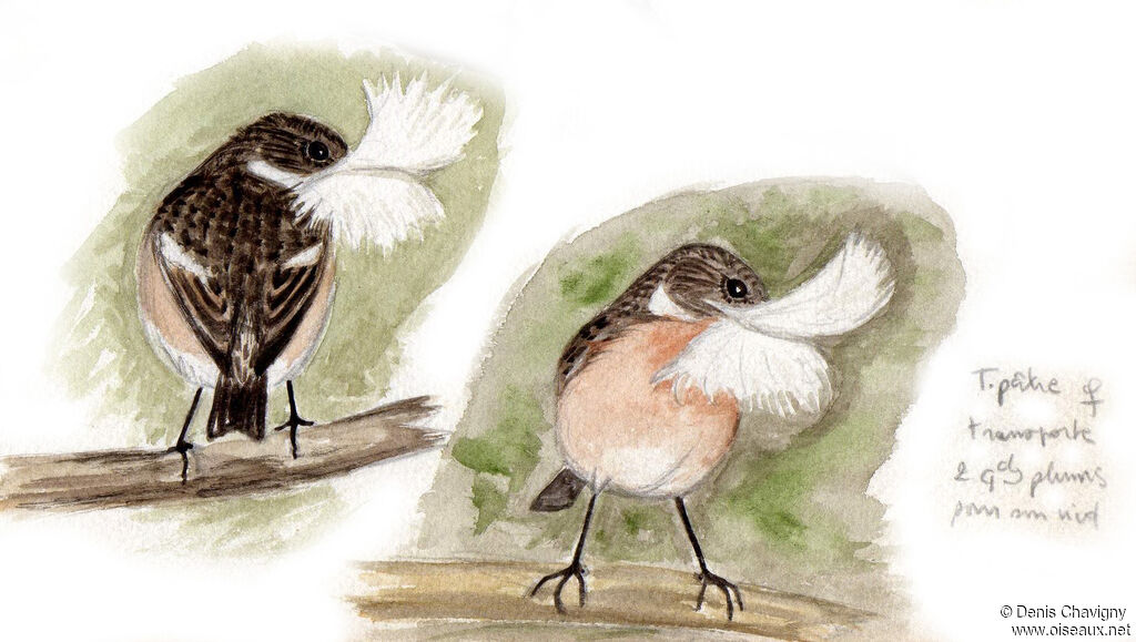 European Stonechat female adult breeding, Reproduction-nesting