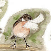 European Stonechat