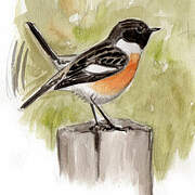 European Stonechat