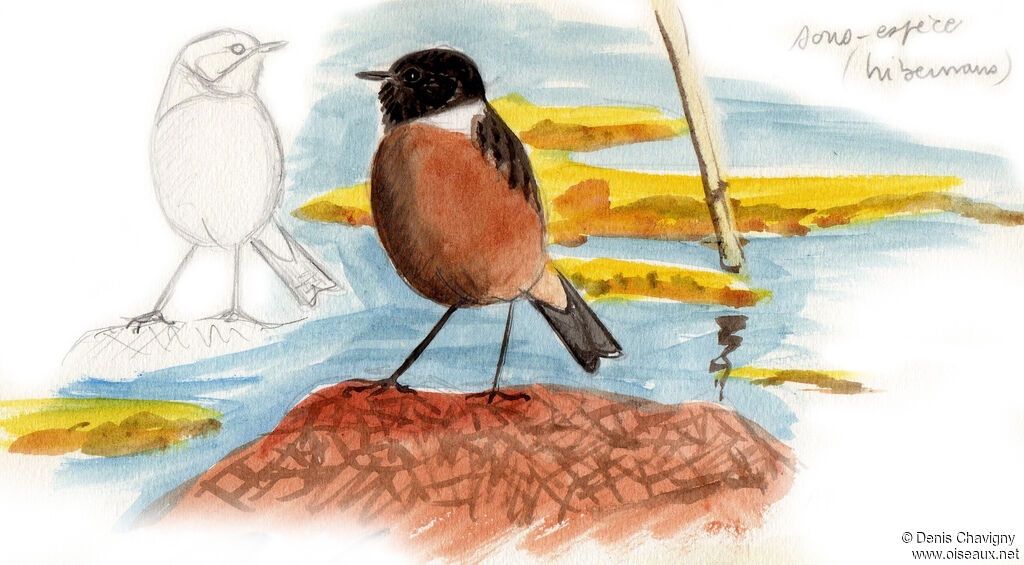 European Stonechat male adult, habitat