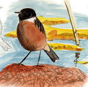 European Stonechat