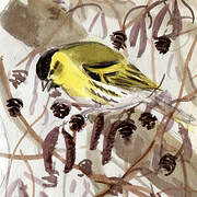 Eurasian Siskin