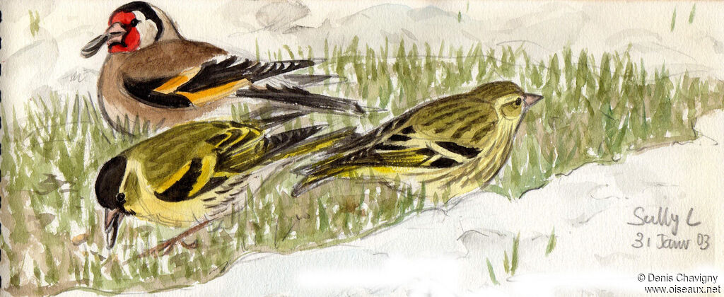 Eurasian Siskin, eats