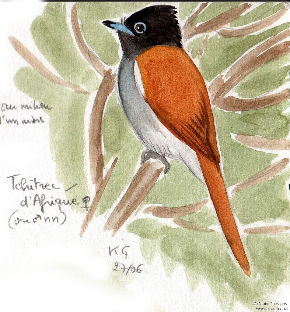 African Paradise Flycatcher, habitat