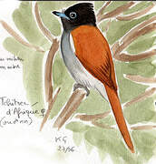 African Paradise Flycatcher