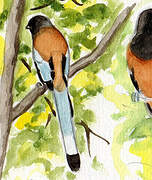 Rufous Treepie