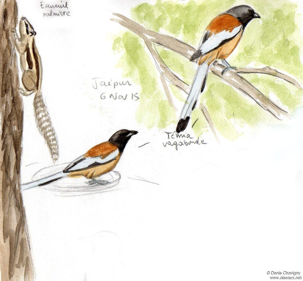 Rufous Treepie, habitat