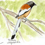 Rufous Treepie