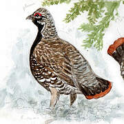 Spruce Grouse