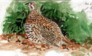 Spruce Grouse