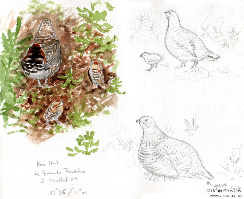 Spruce Grouse, habitat, Reproduction-nesting