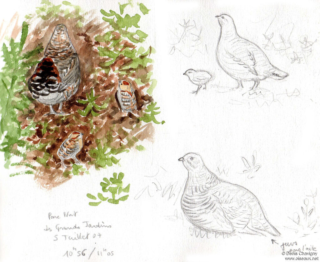 Spruce Grouse, habitat, Reproduction-nesting