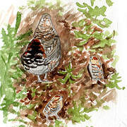 Spruce Grouse