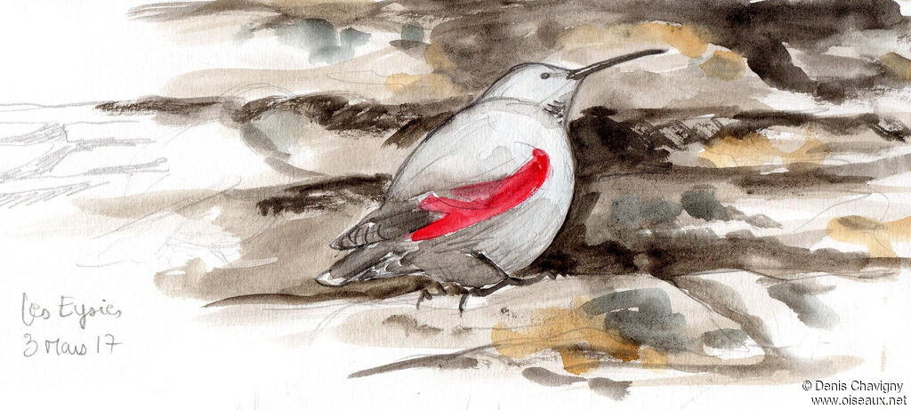 Wallcreeper, habitat