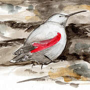 Wallcreeper