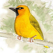 Spectacled Weaver