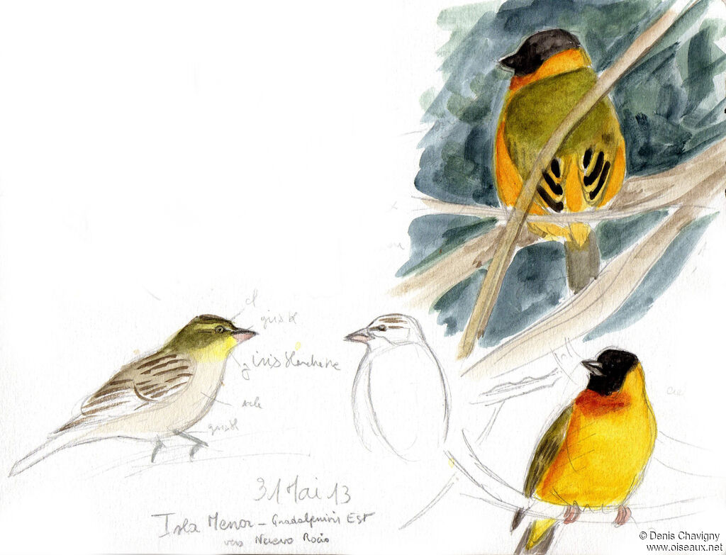 Black-headed Weaveradult breeding, habitat