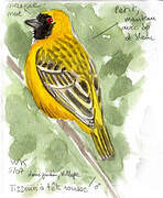 Southern Masked Weaver