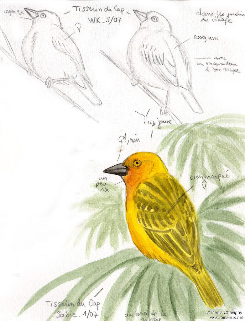 Cape Weaveradult, identification