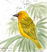 Cape Weaver