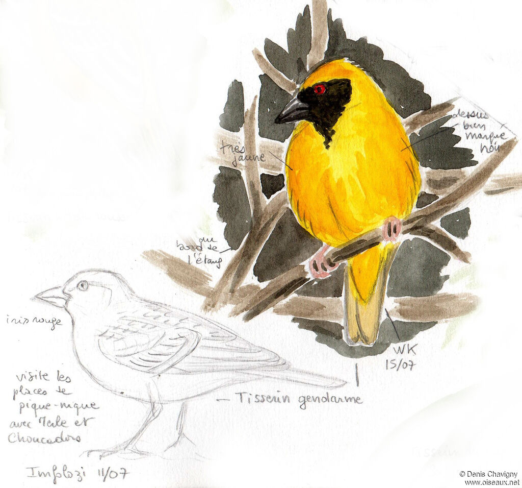 Village Weaver, habitat