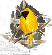 Village Weaver