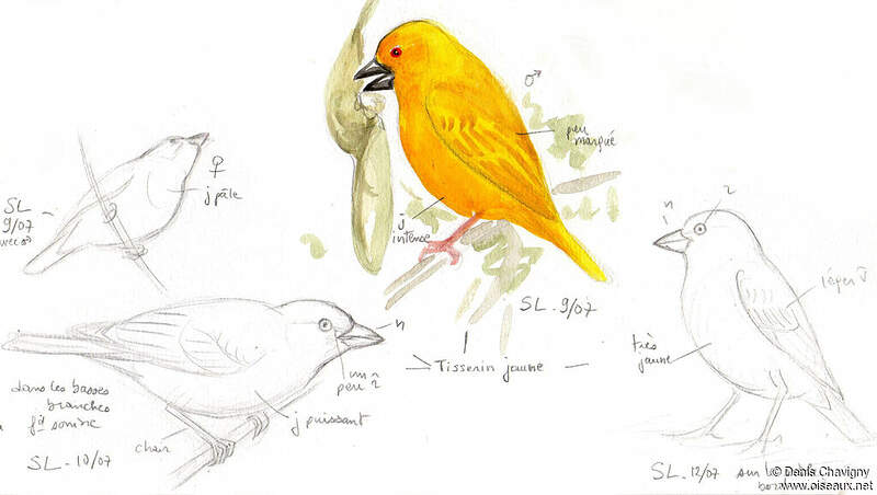 Tisserin jaune dcha290326