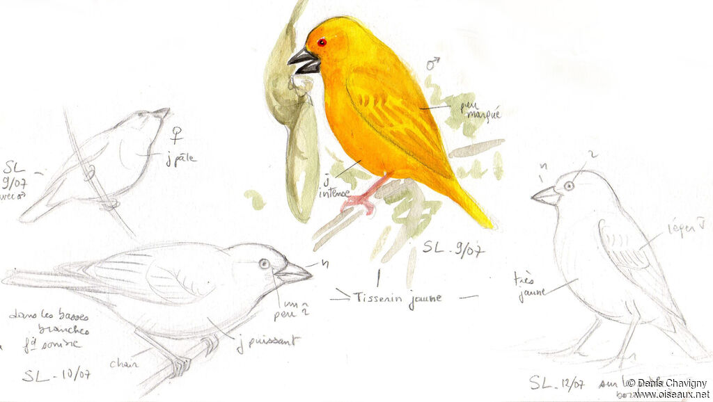 Eastern Golden Weaver