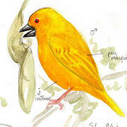 Eastern Golden Weaver