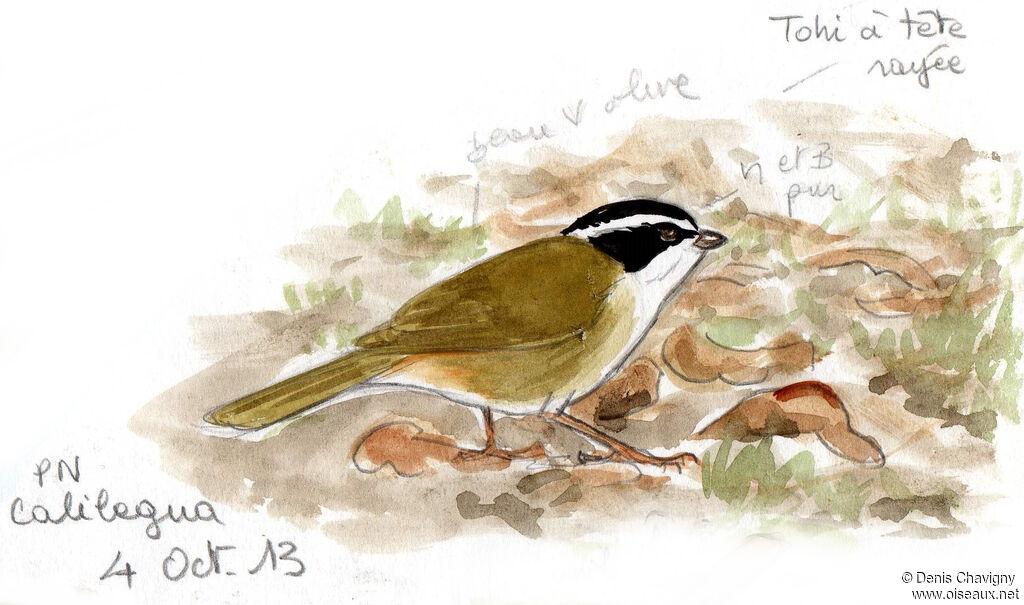 White-browed Brushfinchadult, identification