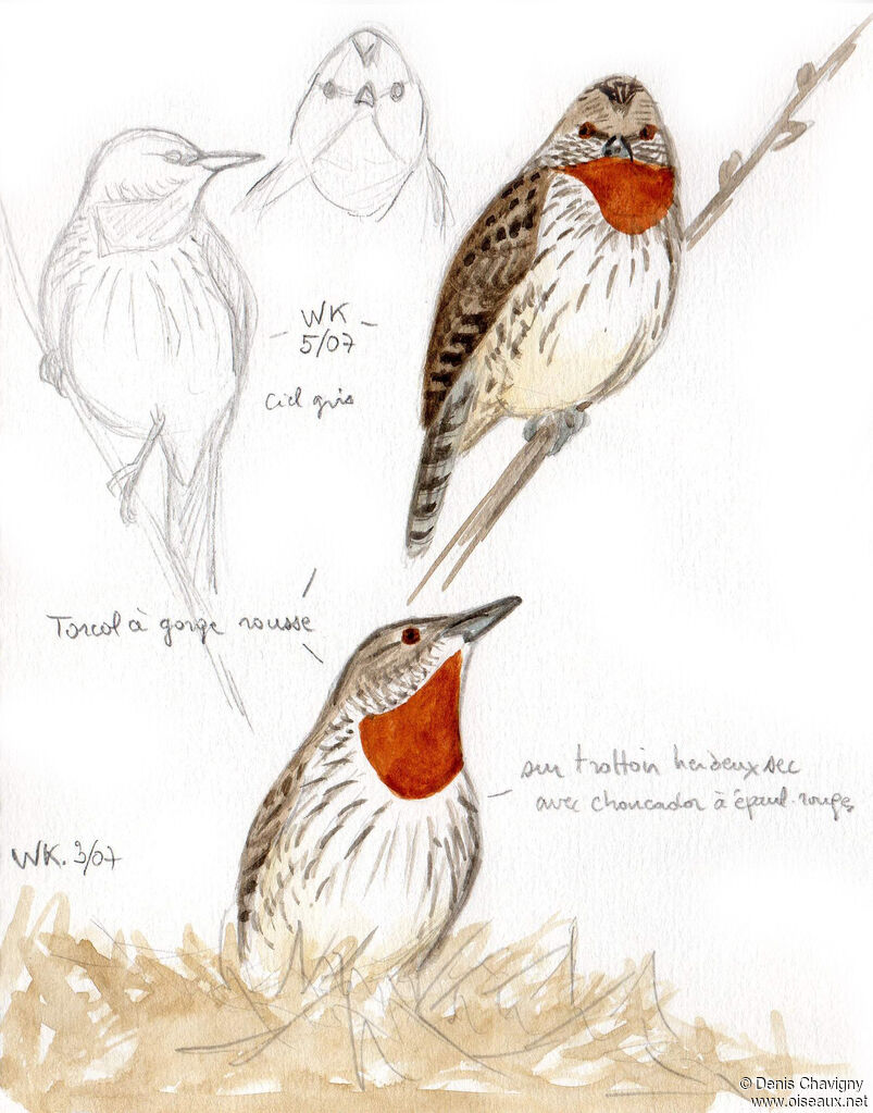 Red-throated Wryneck