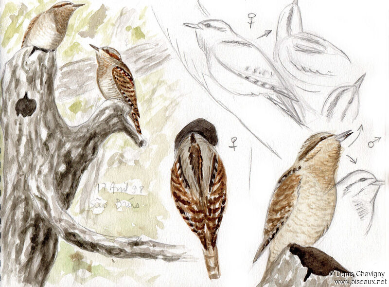 Eurasian Wryneckadult breeding, Reproduction-nesting, song