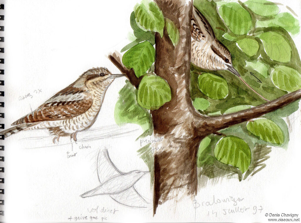 Eurasian Wryneck, habitat, eats