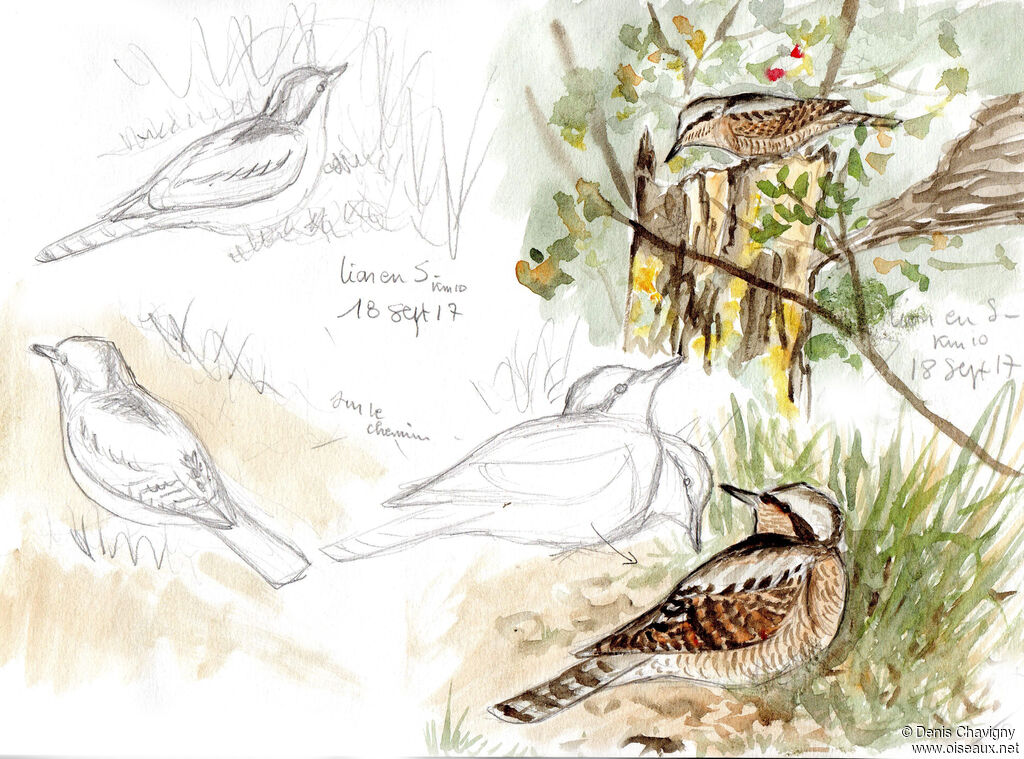 Eurasian Wryneck, habitat