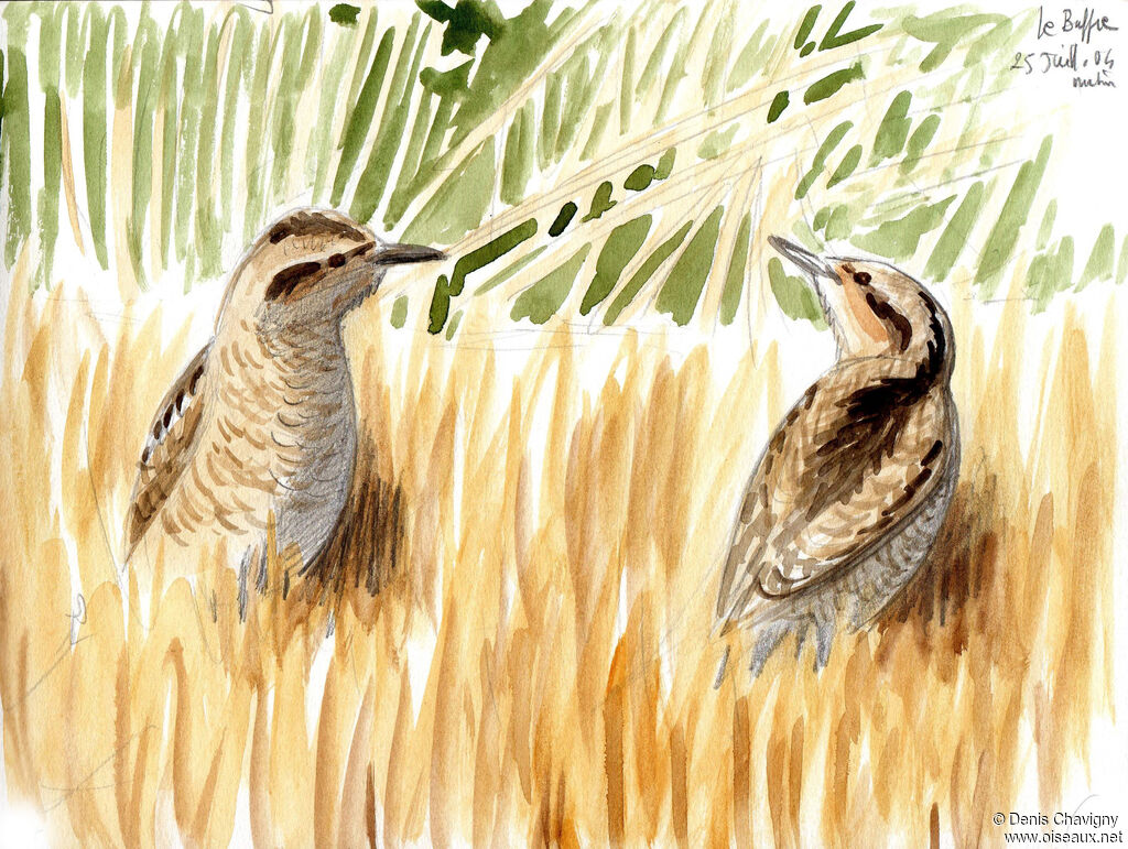 Eurasian Wryneck, habitat