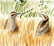 Eurasian Wryneck