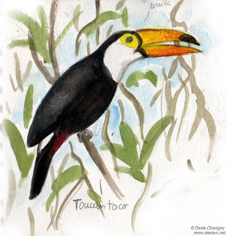 Toucan tocoadulte, habitat