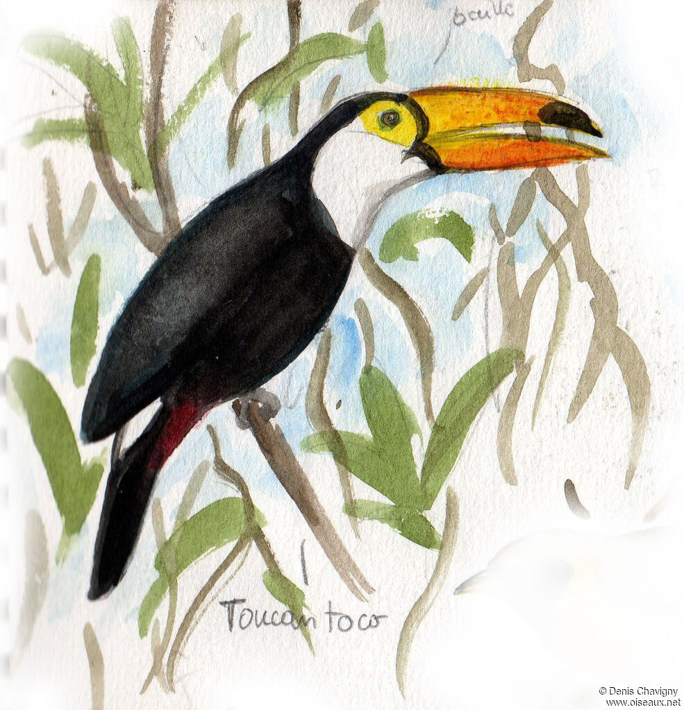 Toucan tocoadulte, habitat