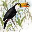 Toucan toco