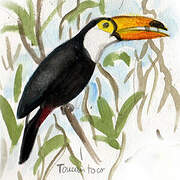 Toucan toco