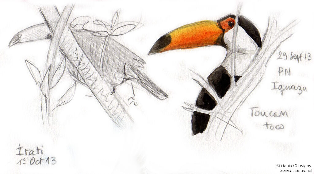 Toucan tocoadulte